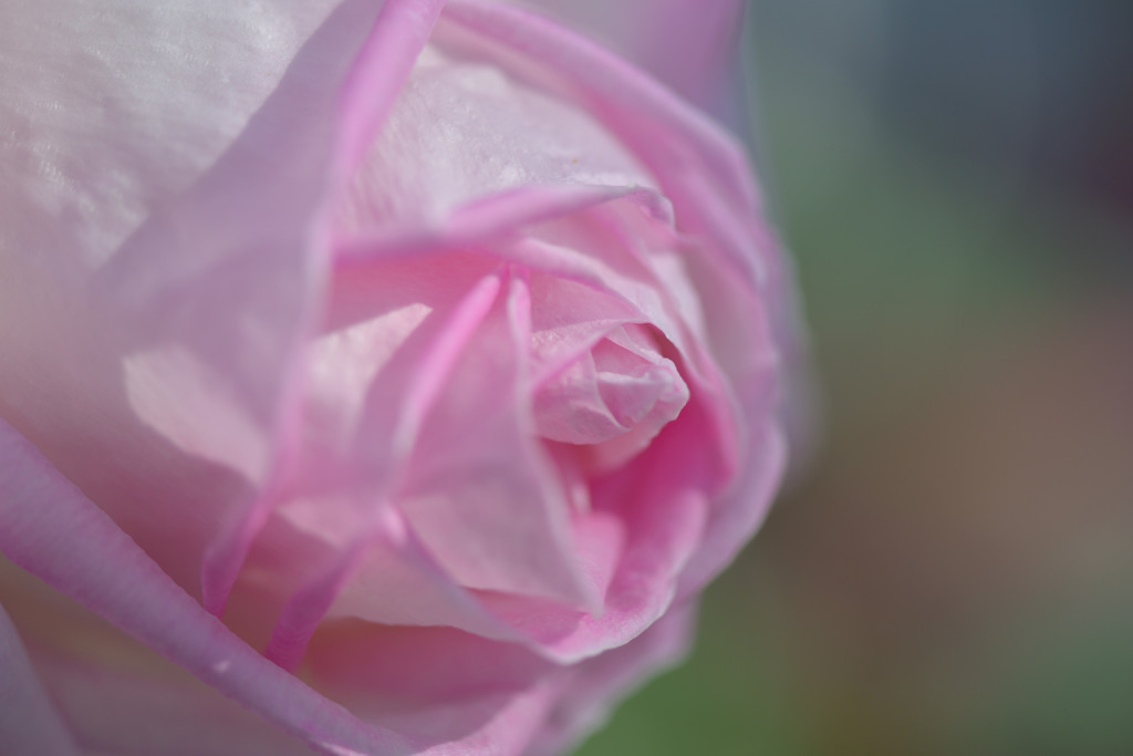ピンクの薔薇