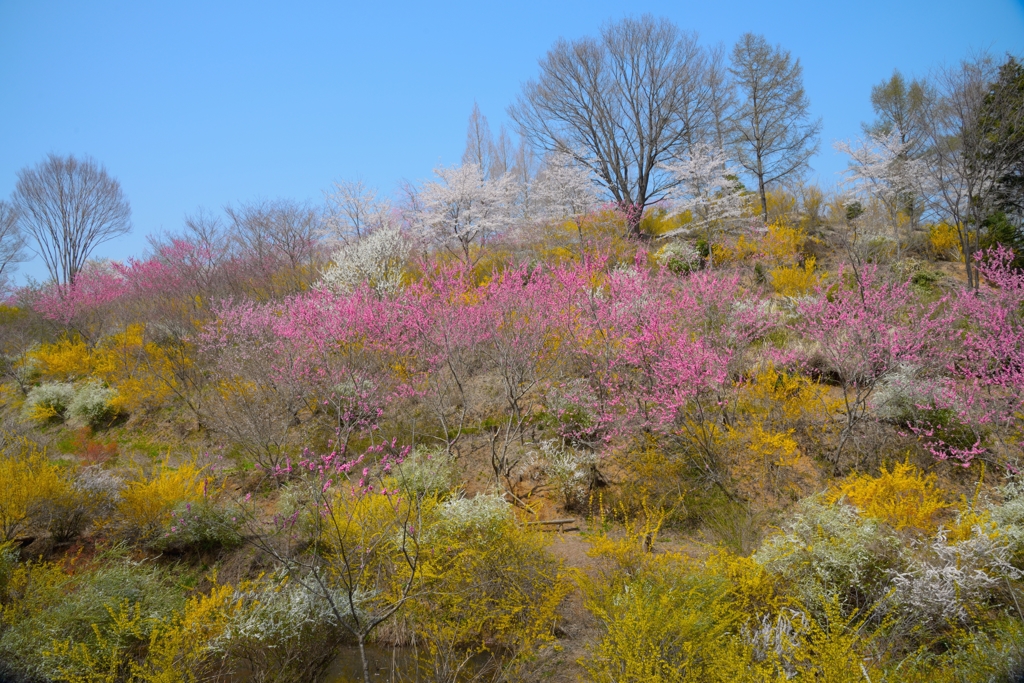 花春