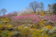 花春