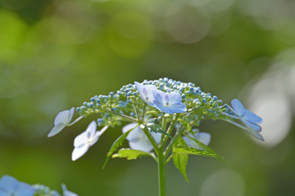 玉ボケ紫陽花