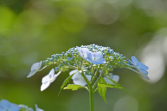 玉ボケ紫陽花