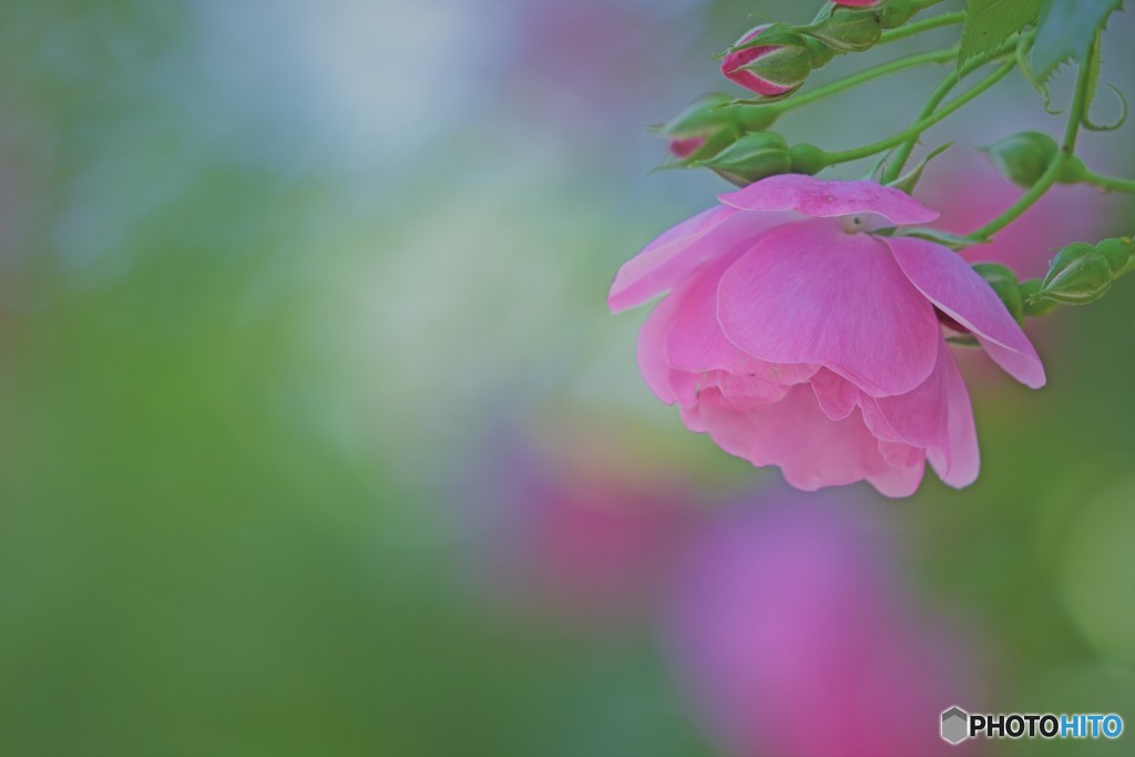 春薔薇
