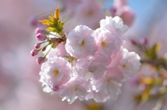 牡丹桜