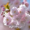 牡丹桜