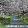 観音寺川の桜