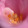 冬の花