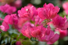 Bougainvillea