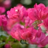 Bougainvillea