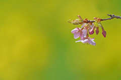 河津桜咲く