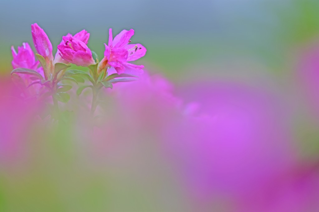 雨の後