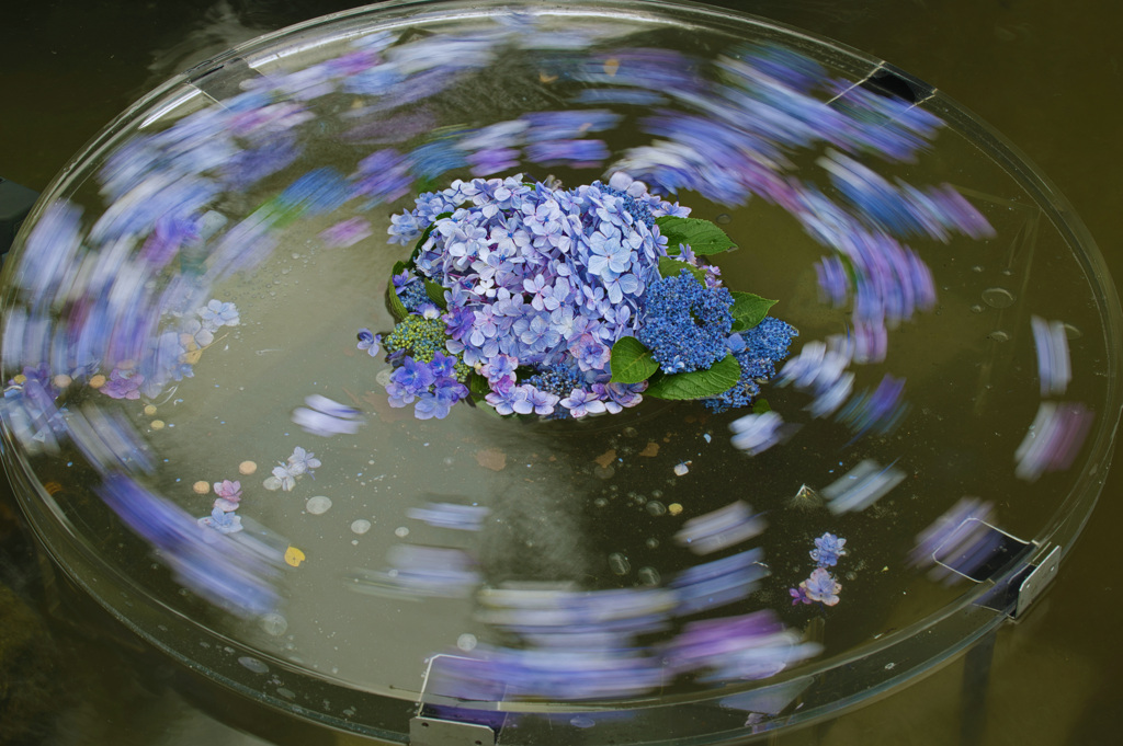 回る紫陽花