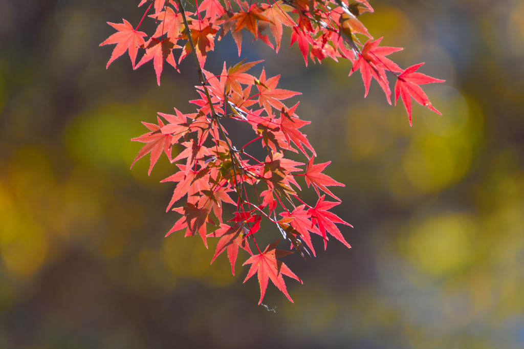 いろんな紅葉