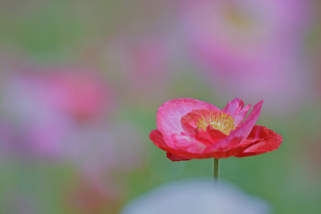 花園