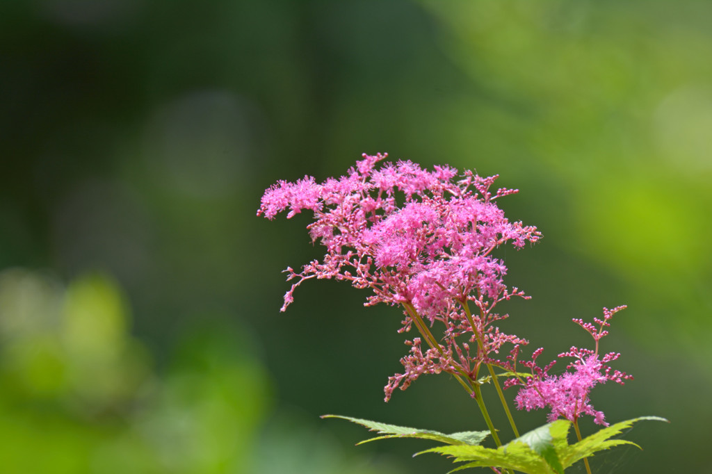 ピンク色の花