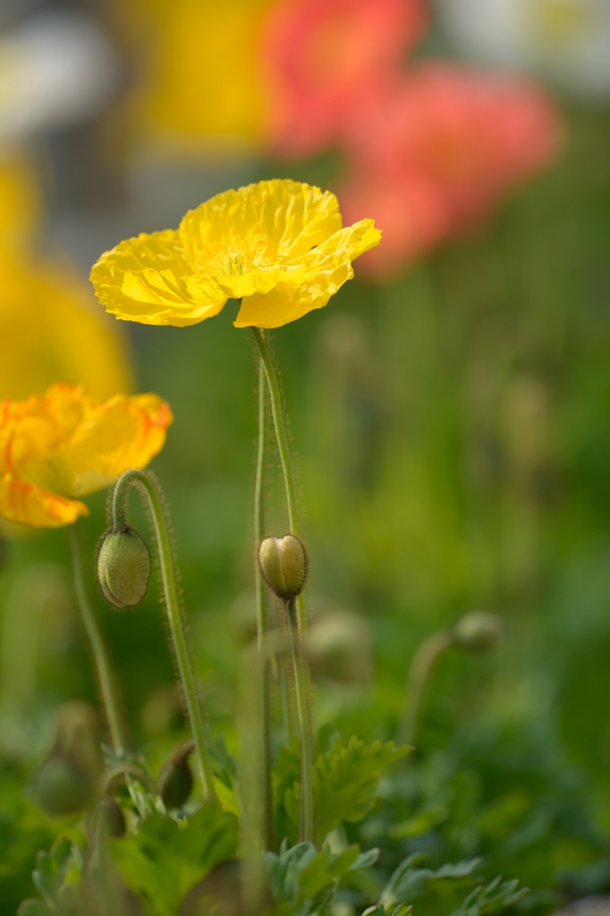 黄色の花