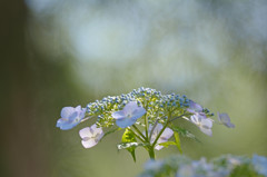 日陰の花