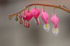 Bleeding-heart