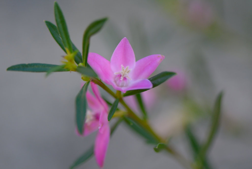 サザンクロス開花