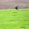 飛燕
