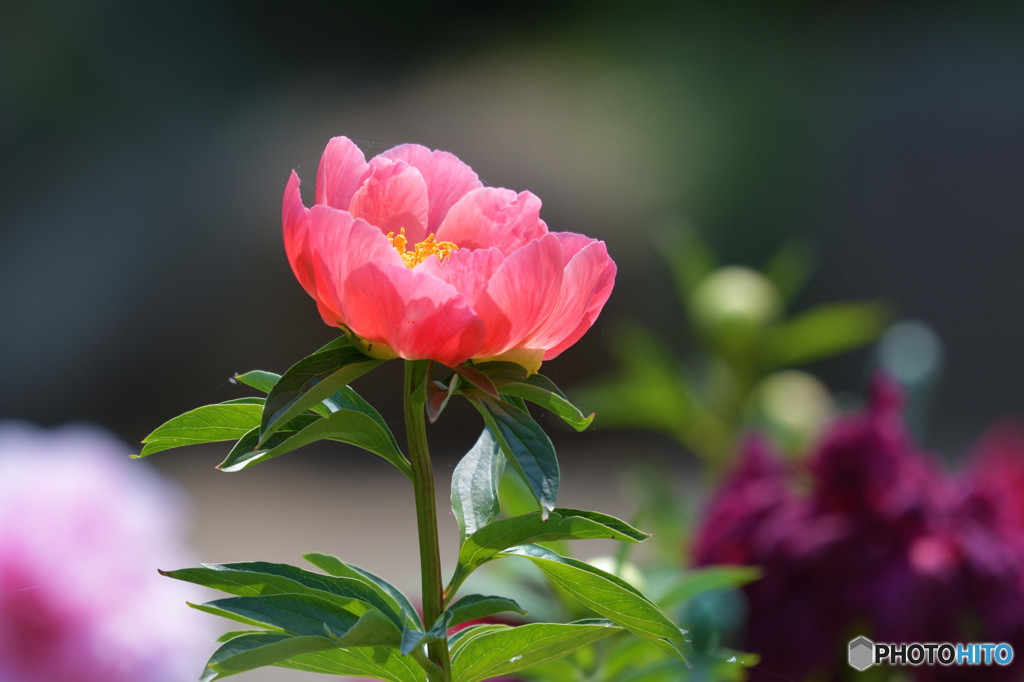 芍薬