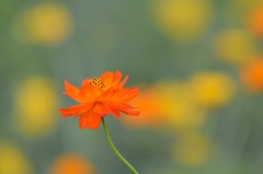 キバナ
