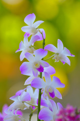 Orchid