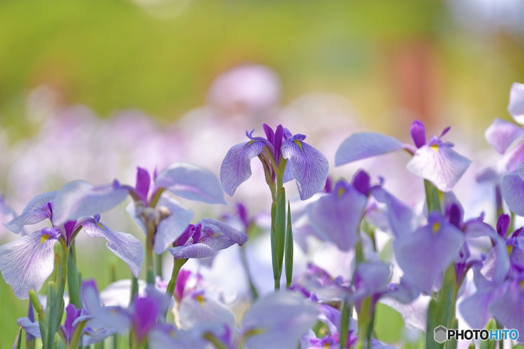 花菖蒲咲く