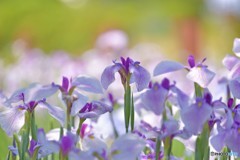 花菖蒲咲く
