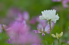 純白蓮華
