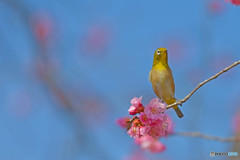 呼んだ～