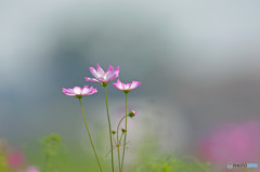 雲中風秋桜