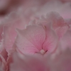 人面紫陽花