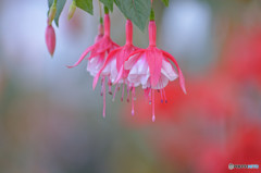 室内の花