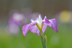 紫の花菖蒲