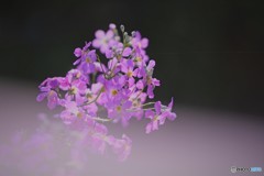 これも桜・・