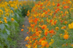 花の小路