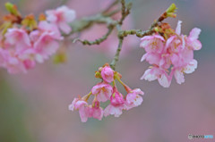 川津桜