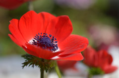 Flowers Anemone.