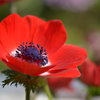 Flowers Anemone.