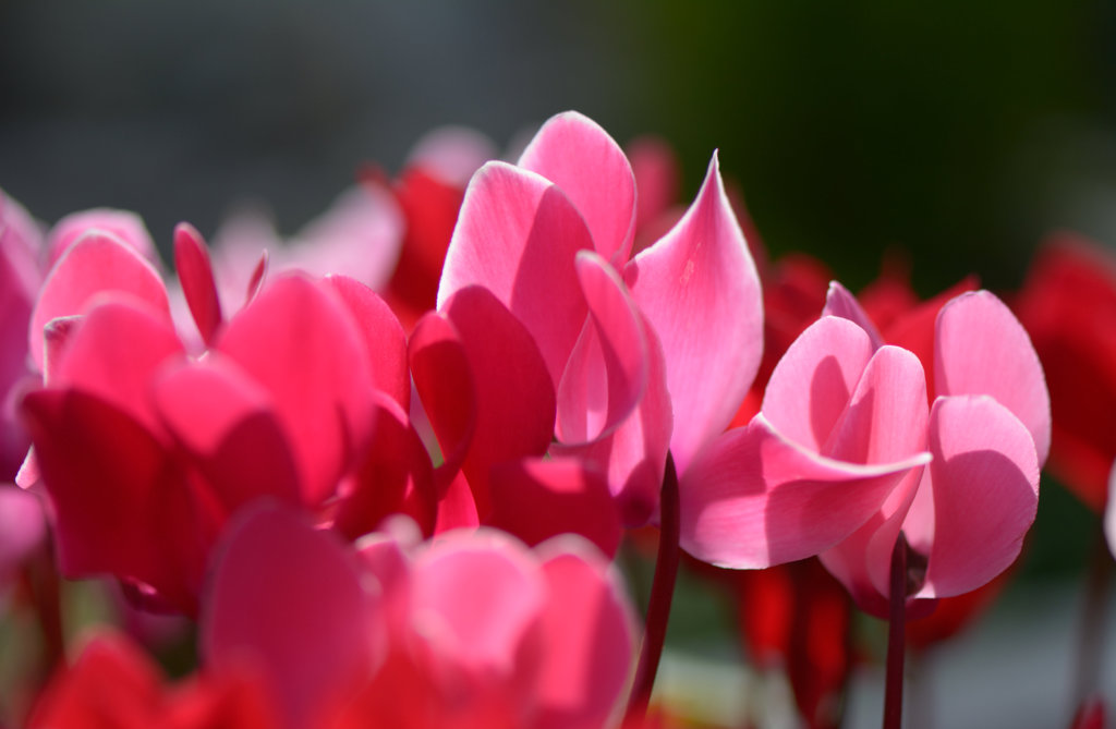 Flowers of Cyclamen.