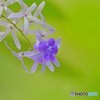 此処だけ青い