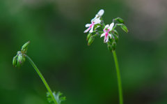 砂漠の花