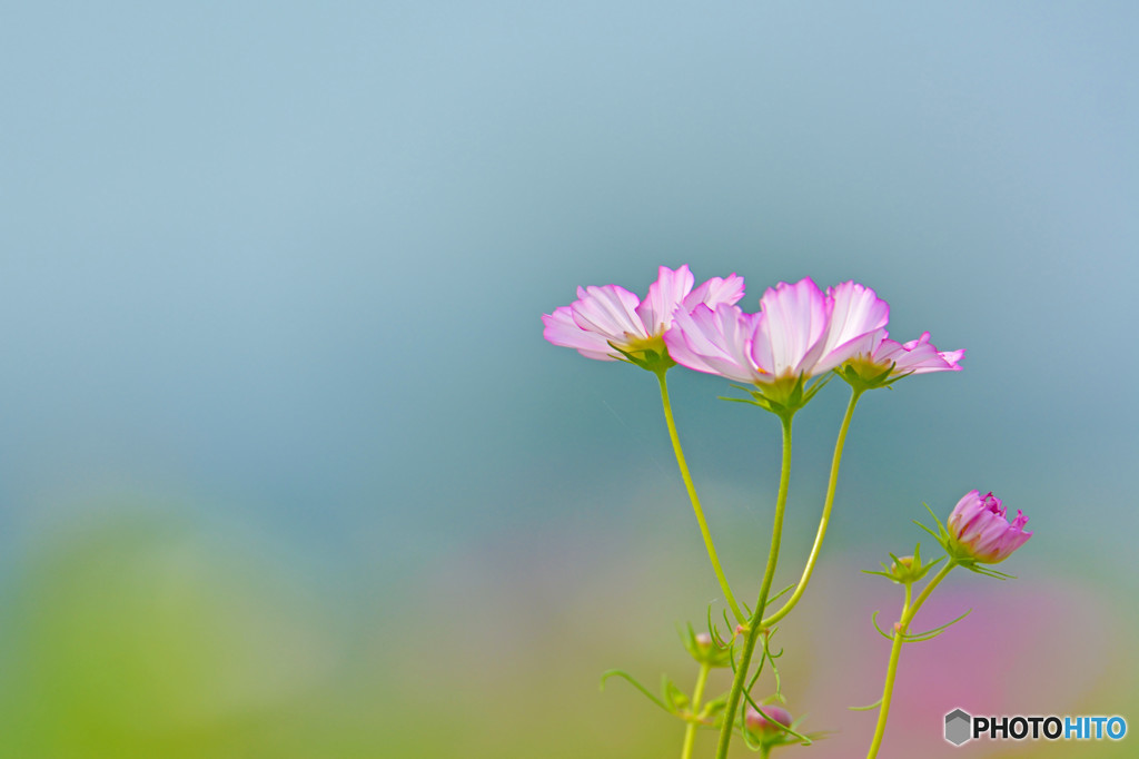 COSMOS