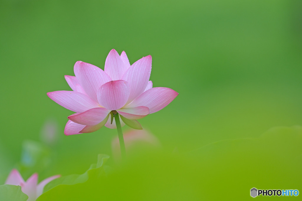 Lotus.
