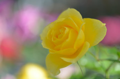 黄薔薇