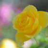 黄薔薇