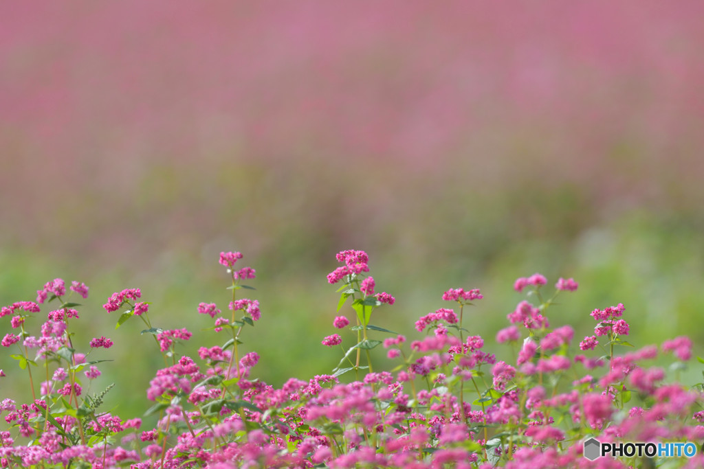 赤蕎麦