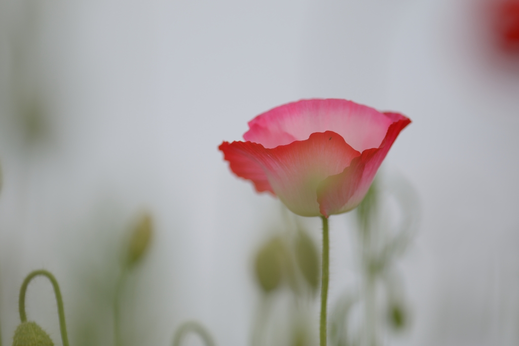 poppy