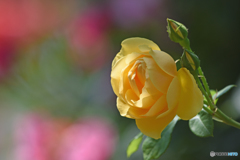 黄薔薇