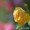 黄薔薇